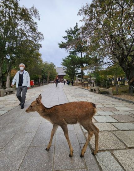 사슴공원 티켓