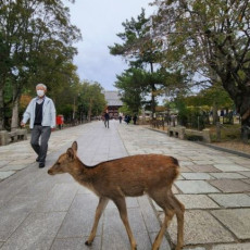 사슴공원 티켓